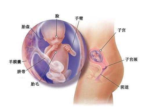 十月怀胎 每个月胎儿发育图_郑州不孕不育医院排