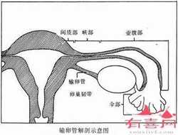 上海助孕哪里有,上海天使助孕机构，有在这家机构成功怀孕的姐妹吗？